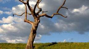 Лаврухин: «Остается только старый мертвый ствол — как памятник ненависти к любым проявлениям инакомыслия»